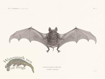 Bats of the World 11